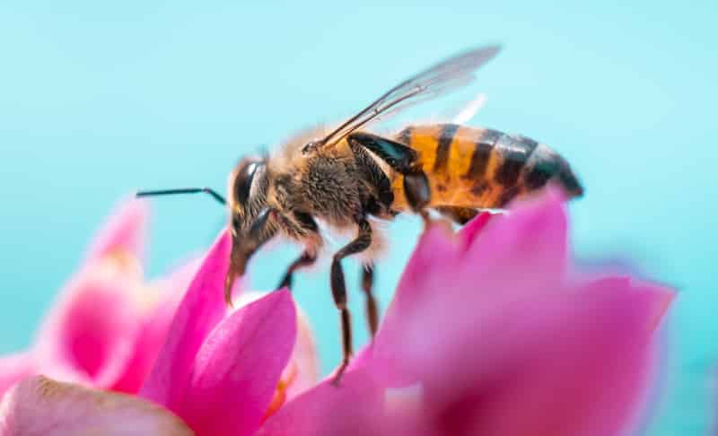 abeja sobre flor recolectando polen