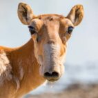 antilope-saiga