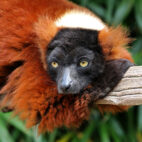 lemur-rojo