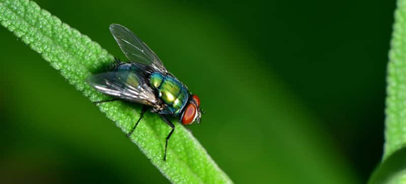 mosca posada sobre un hoja