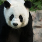 oso-panda-gigante
